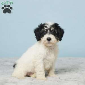 Russ, Miniature Poodle Puppy